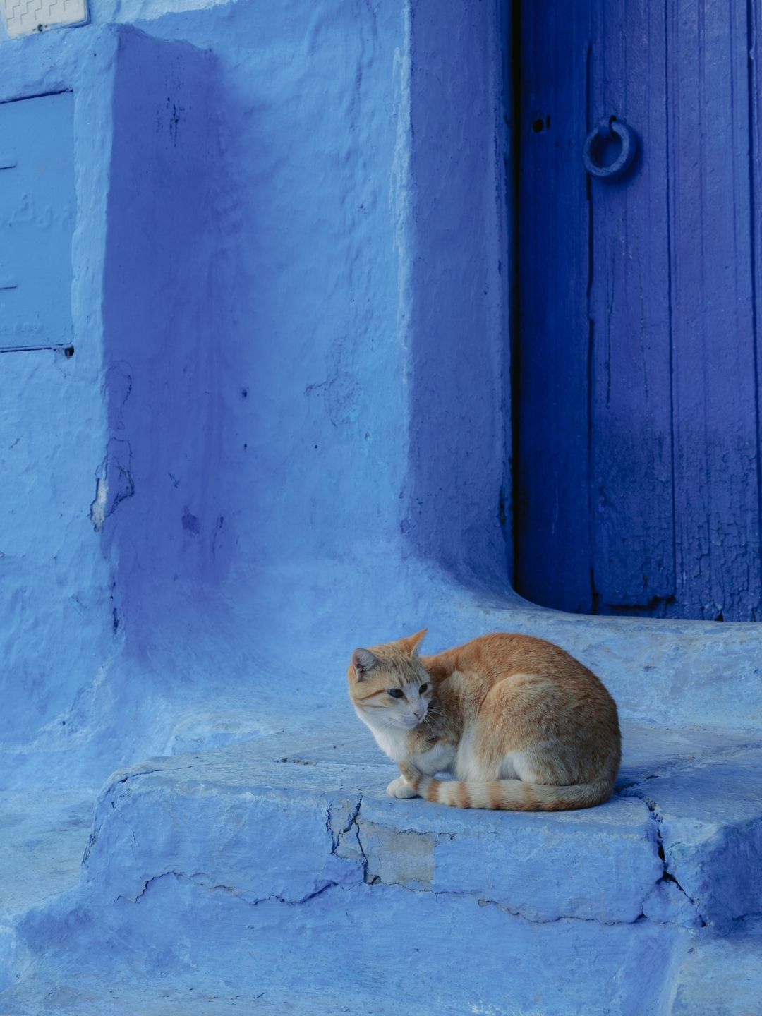 cat resting on blue-painted steps in Chefchaouen, Morocco.
